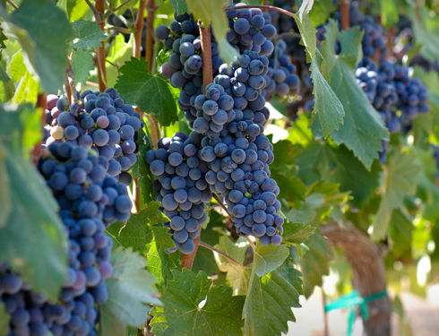 bodegas vinos de leon